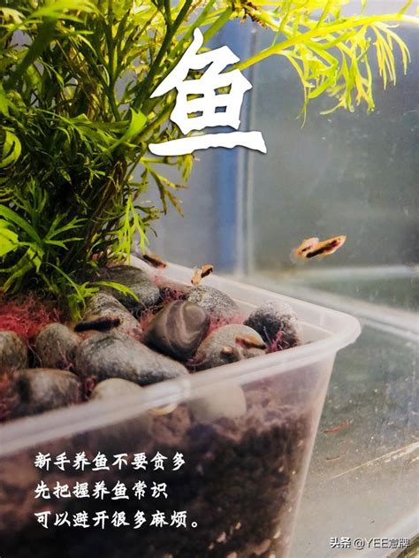 魚缸 魚數量|一個魚缸養多少魚合適，從風水學及科學的角度來告訴你！